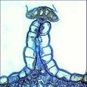 somni - @al_kal0id - Twitter