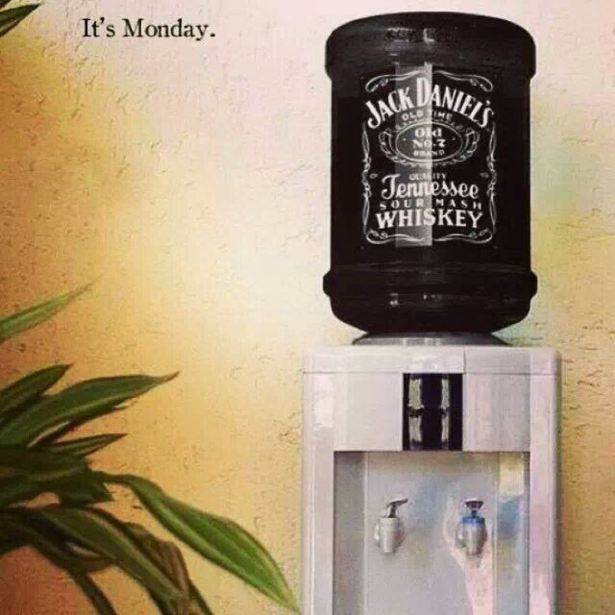 niallmurchison's profile picture. 