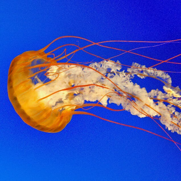 agogebakan's profile picture. 