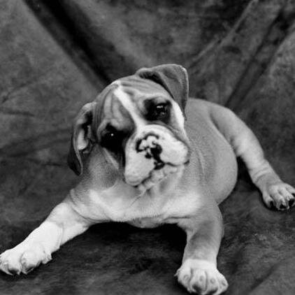 CTLostFoundPet's profile picture. To help lost pets find their homes. We aim to provide a quick and easy to use platform for matching up lost and found pets.