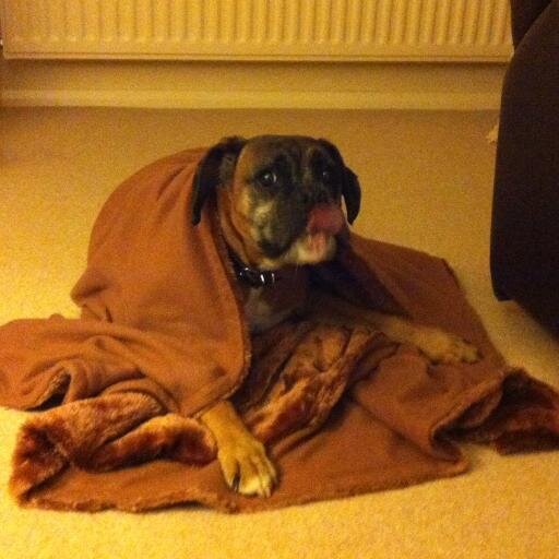 dalalaoi's profile picture. 