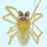 LBrianPatrick's profile picture. Invertebrate biologist and spider wrangler.  So many spiders, so little time to barcode them all...