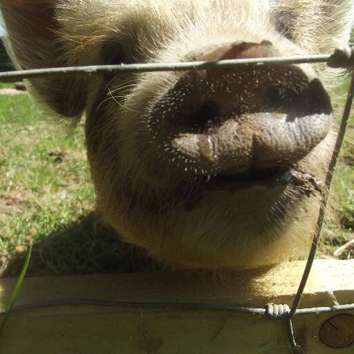 TORCCP's profile picture. Small family run campsite  based in a small holding set in the Tamar Valley.   With lots of adventures and sunshine!