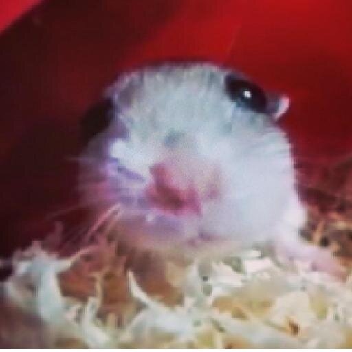 WhatSupHammys's profile picture. Loving my hamsters and my own Chinese Dwarf named Penny. Hamster and pet care youtuber