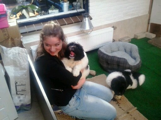 hallo mijn naam is shirley en wij heb een hondje die heet stacey en wij krijg een puppy bij die heet donna en het is een newfoundlander