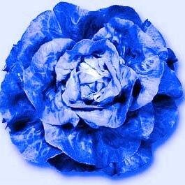 SaladeBleue's profile picture. Xanax forever 🖤