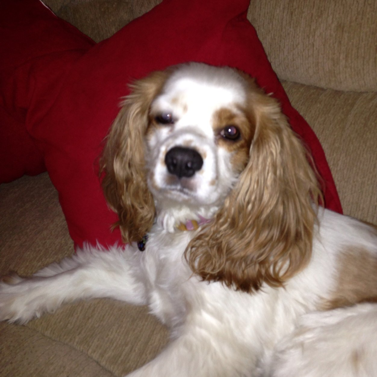 kory1411's profile picture. 