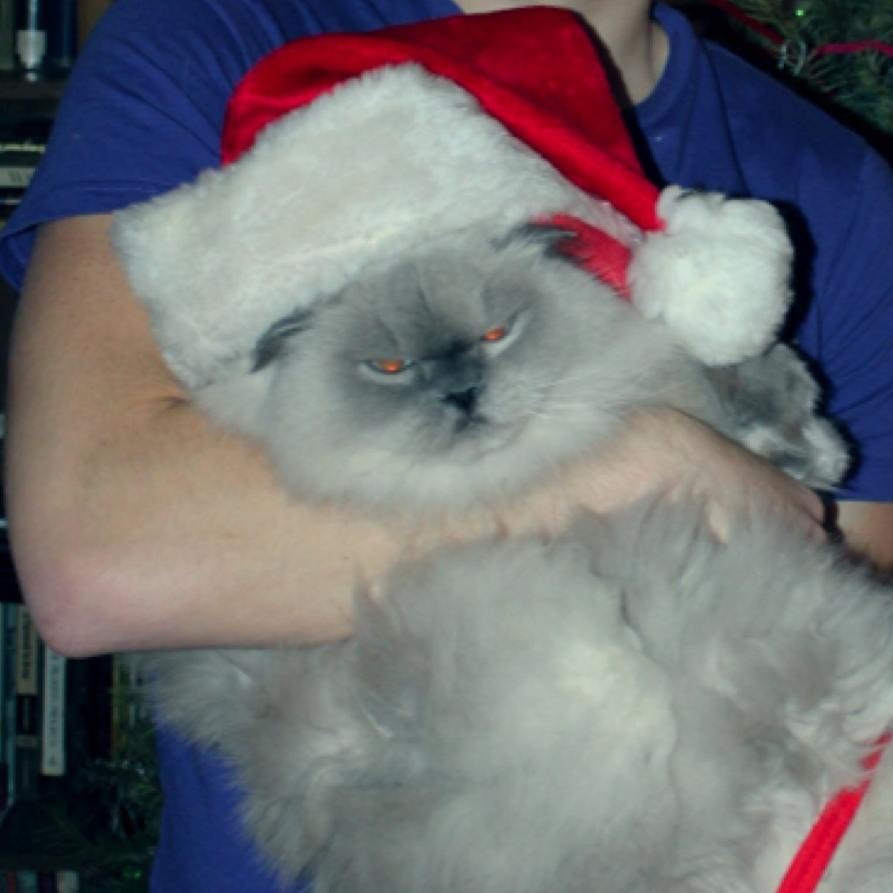 Im Joey Gatto's cat