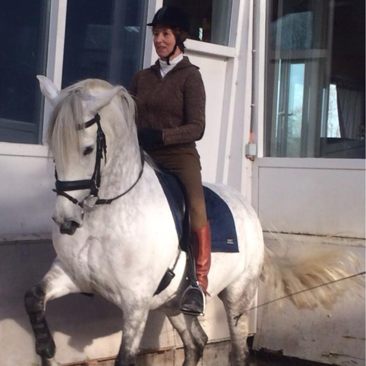 Fysiotherapie Chiropractie & Osteopathie voor Paarden