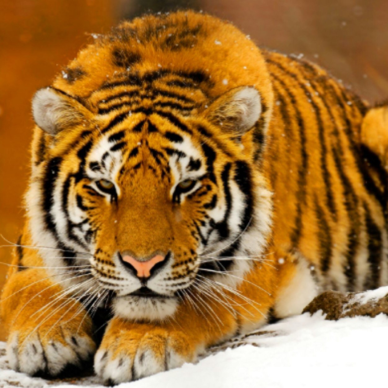 Vortex_Tyger's profile picture. 