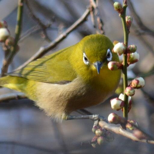 東京農業大学動物研究部野鳥班の公式アカウントです！調査・活動報告、ブログの更新情報、宣伝などをつぶやきます！