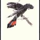 joanne fuller - @bushgardenia - Twitter