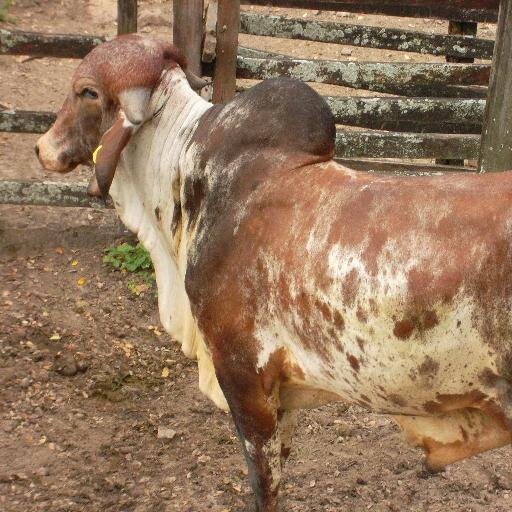 AgrovetAnolaima's profile picture. OFRECEMOS PRODUCTOS AGRÍCOLAS, VETERINARIA,TODA LA LINEA DE FINCA S.A, ETC