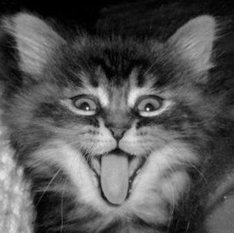 Coucou, la chatte qui tweete. Coucou, the pussy who uses twitter. Fan   of @lostgirlseries @NicoleConn @ZoiePalmer and the fabulous cat @Cloverblob