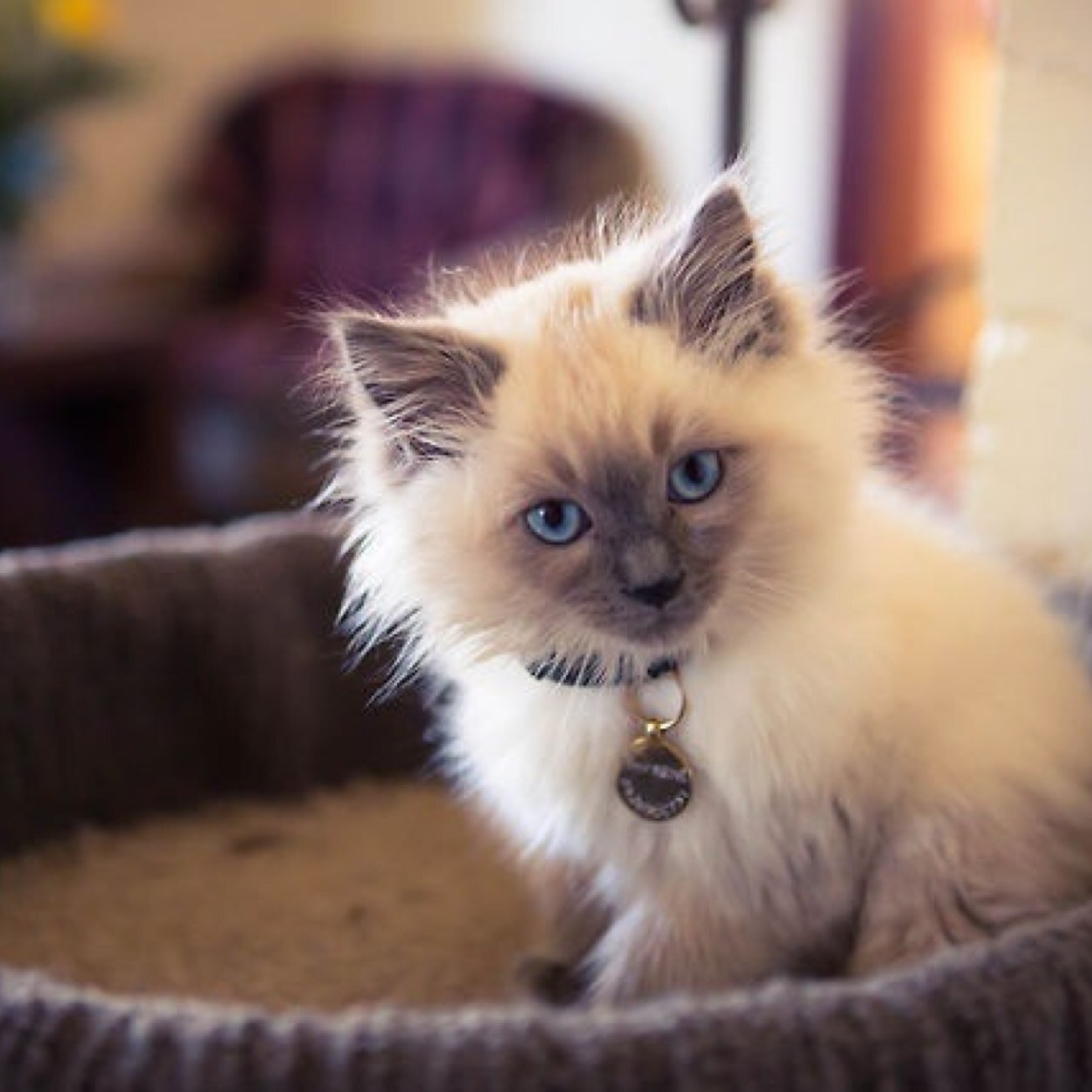 FOLLOW FOR CATS! RIGHT MEOW!