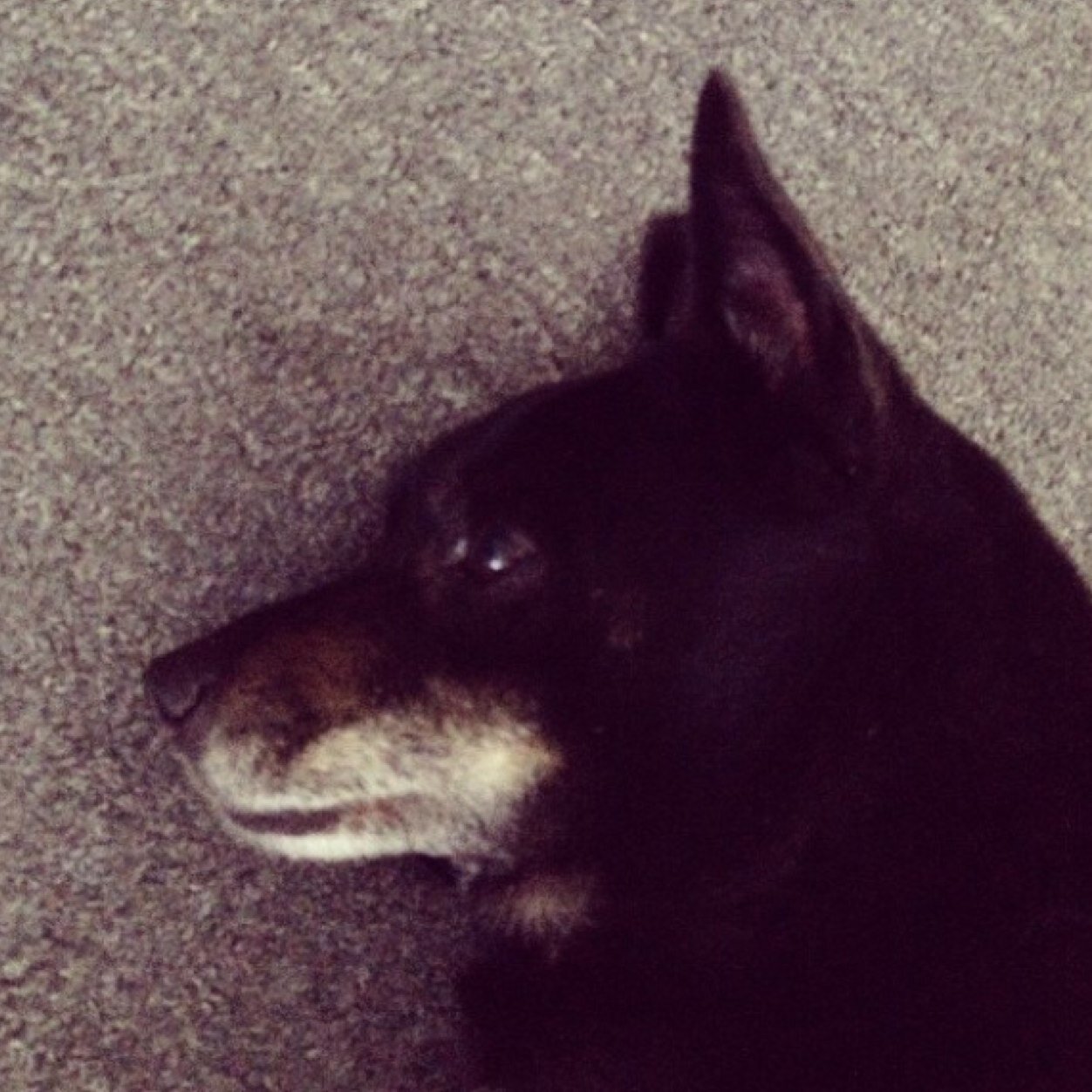 Depressed corgi [mix]. Always hungry. Often sad. Prone to fits of sneezing. Born 2003.