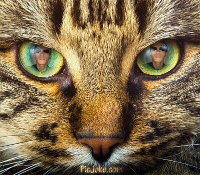 siji667's profile picture. Lidah Tak BerTulang