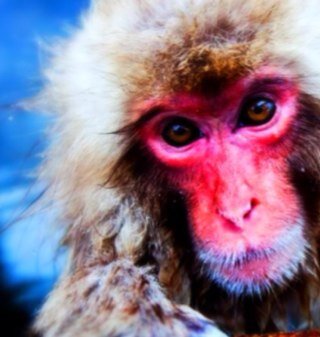 just a primate in a cold climate...