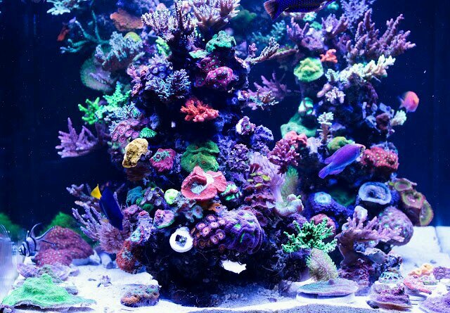 Saltwater Corals, Fish and Maintenance and Set-up