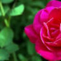 هدوء (@athph) 's Twitter Profile