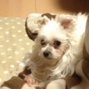 しら (@0809milk) Twitter