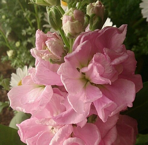 ワインとお花と馬が好き