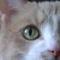 Pennsylvania (@pennycat) 's Twitter Profile