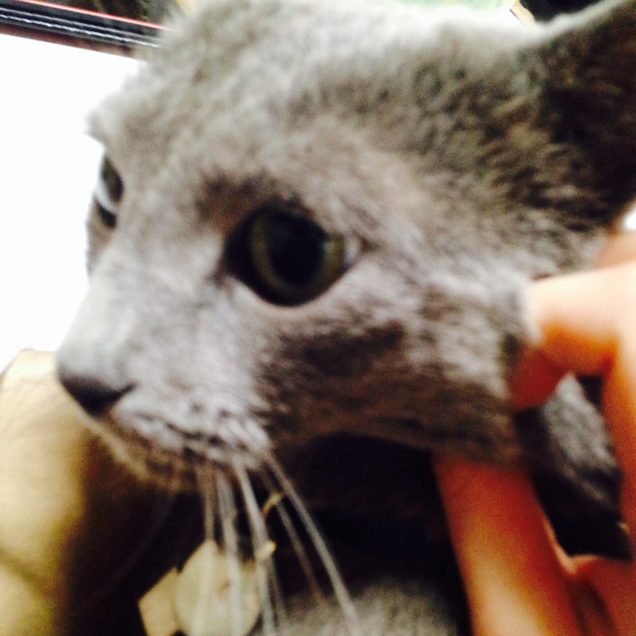 猫が好きです