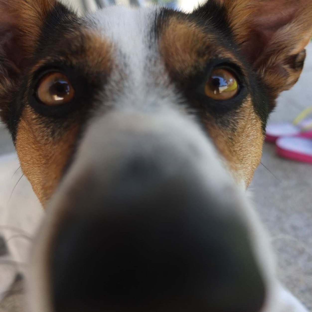 Justgomes's profile picture. 