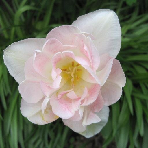 barbarascannell's profile picture. 