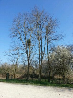 LainMaxime's profile picture. 