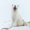 Robin Elder Puma - @PumaElder - Twitter