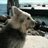 FurrySun's profile image