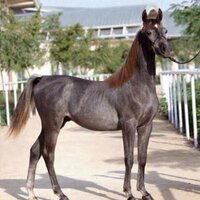 عبدالله ابراهيم (@abdullahuk1) 's Twitter Profile