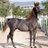 abdullahuk1's profile image