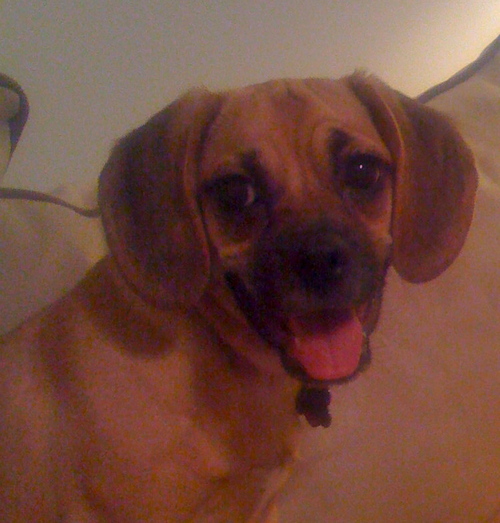 Nothin' but the dog in me...