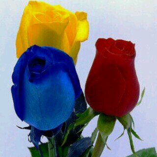 axibell26's profile picture. TSU en Turismo