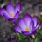 ms_edmonstone's profile image
