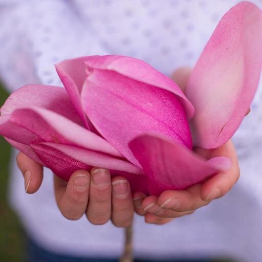 Gr8Gardens's profile picture. The Great Gardens of Cornwall’s Spring Story - The moment Cornish magnolias flower, spring has arrived in England