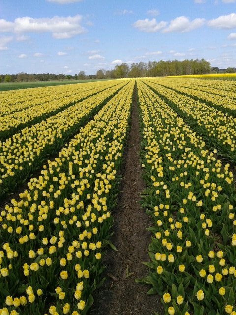 @VeningaHijken #bloembollen #lelies #tulpen #bloembollenteler. Teelt van lelies, tulpen, suikerbieten en tagetes.