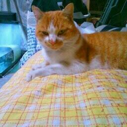 猫専務です。返り咲きしたのにゃあ。今年は機嫌いい時はクルクル鳴くにゃ。肉球は手入れして良いあんばいにゃあ。

新しいネタ１ アルカリ？ いやメルカリ
             ネタ 2  ズッコー‼️  湖池屋は？ スコーン❗