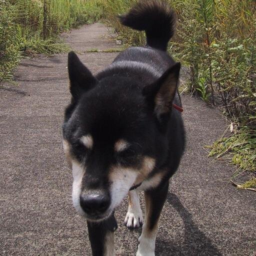 柴犬、語学、本屋、文房具、建築、カーデザイン、美人お姉さん、ドライブ、スキー、水泳、越後、休み好き、大型二輪免許取得公道走行距離いまだに0
chatGPTによると「実務力と探究心を備えた、論理と配慮の人」