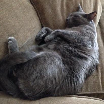 trileyhorn's profile picture. Energist