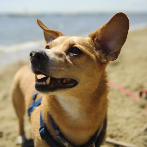 Washington D.C. Dog Photographer