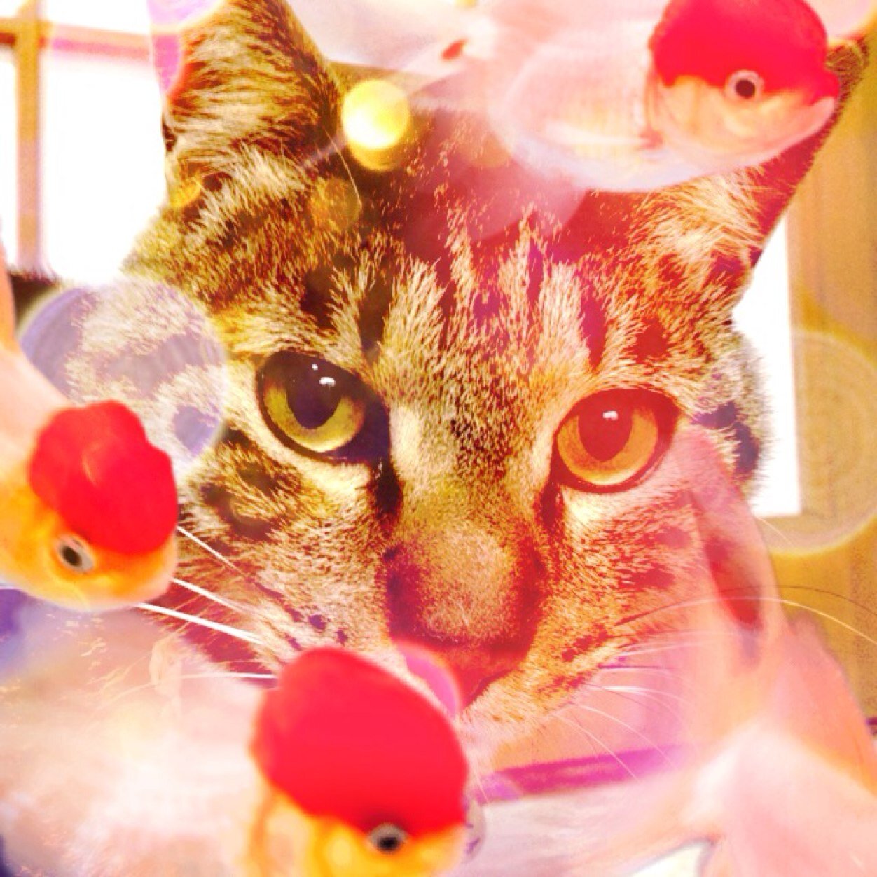 dropfin's profile picture. 推しごとは椎名ひかり様❤