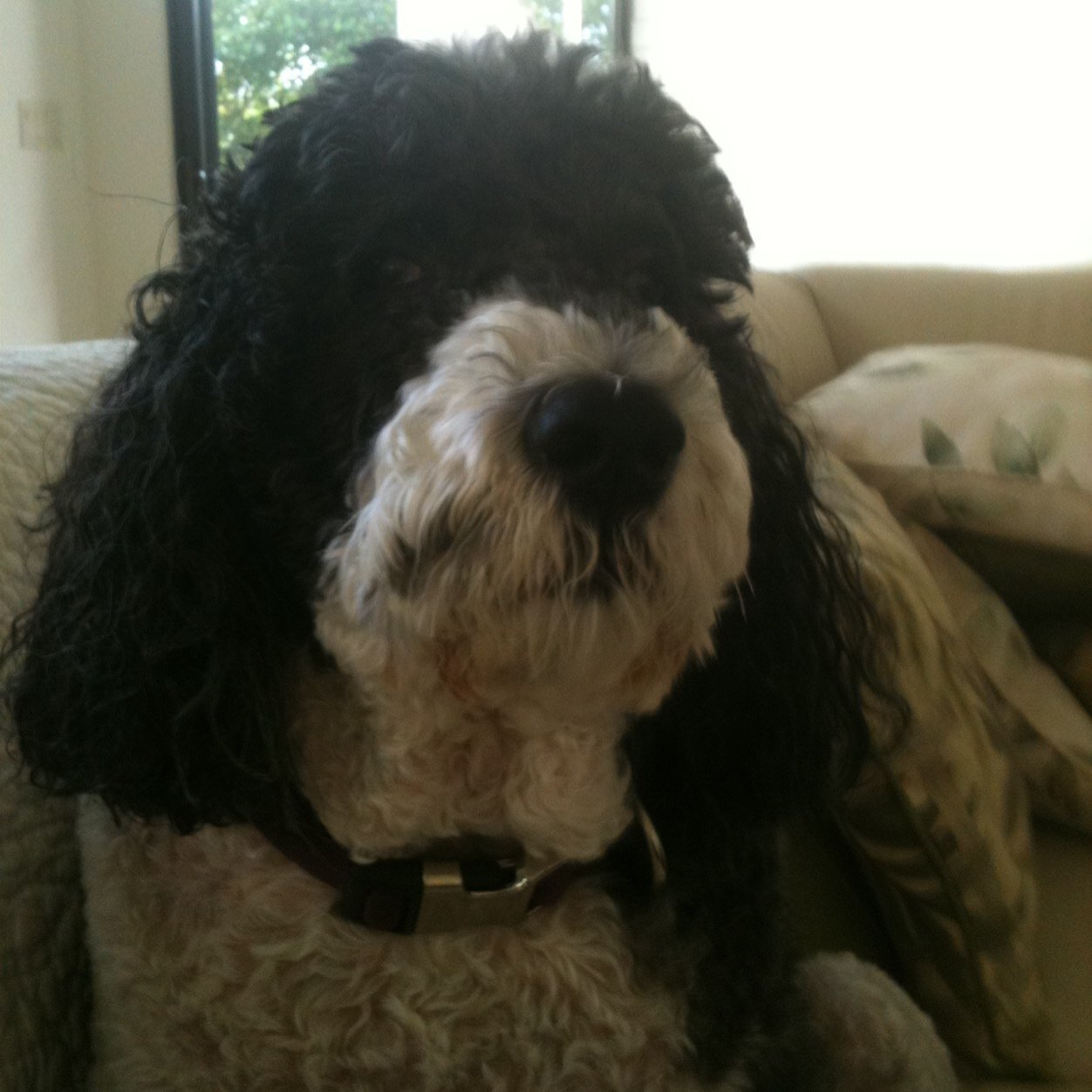 GoldrushjoeJoe's profile picture. 