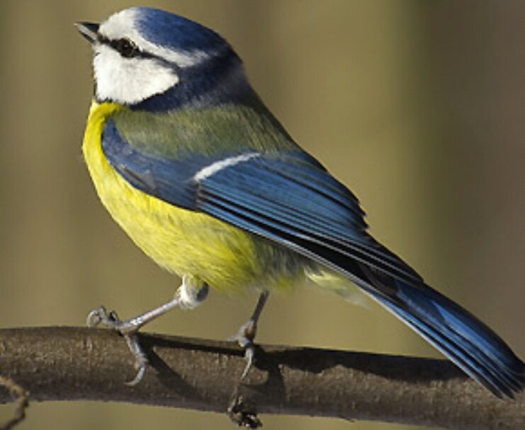 Leader of the Aylesbury BlueTits...  hate them twatty pigeons