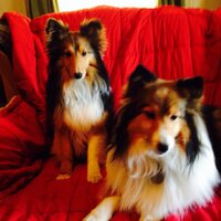 Kathy hildreth - @Magicsheltie Twitter Profile Photo