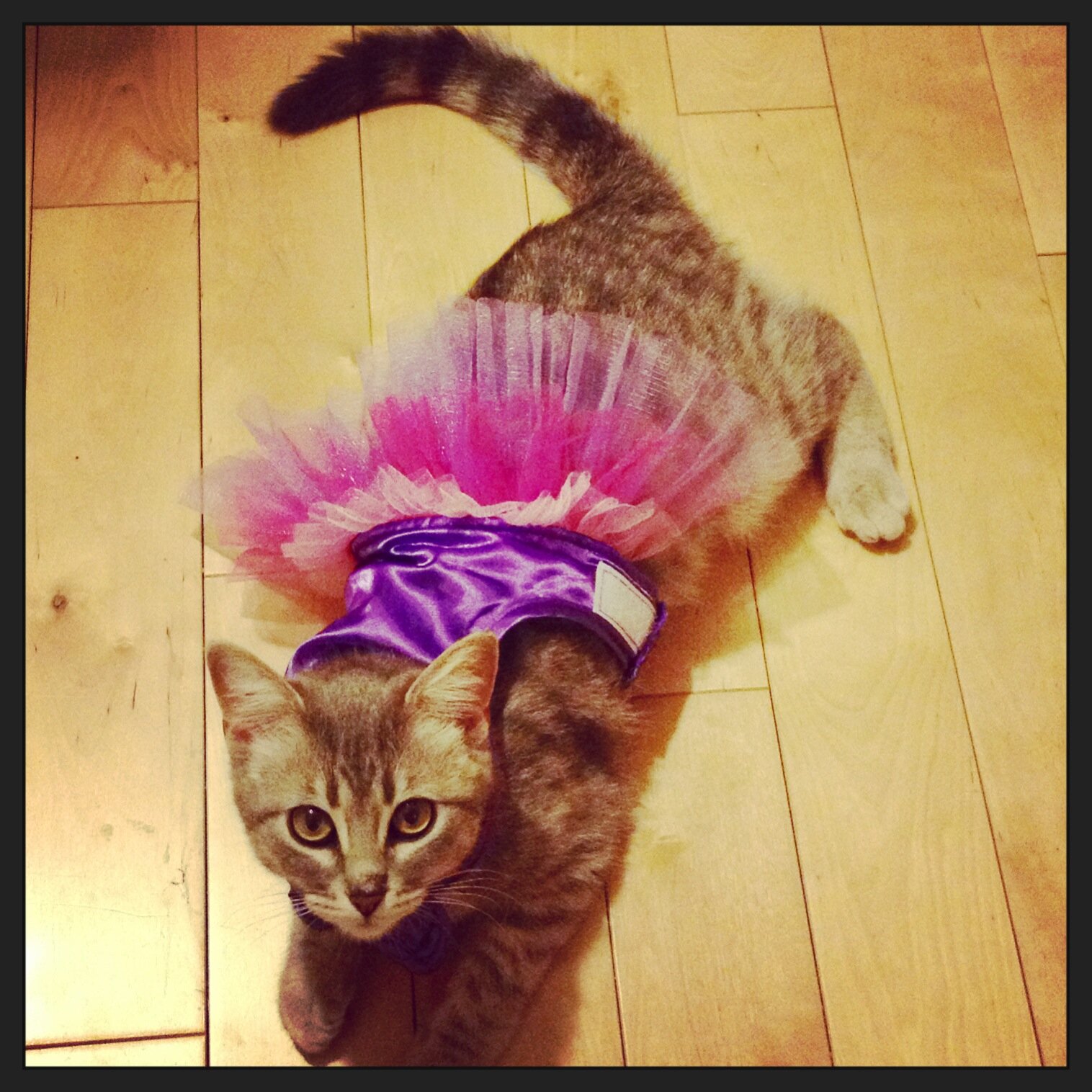 Queen of Cats. Sparkle extraordinaire. 2013 US Fetch Champion