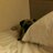 casullpugs's profile image